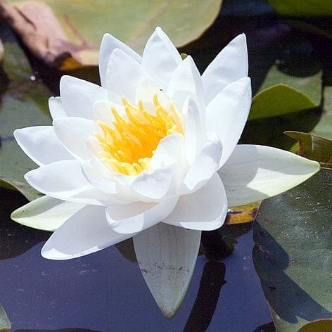 Nymphaea 'Gladstoniana'