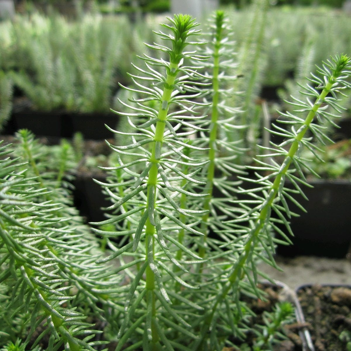 Hippuris vulgaris