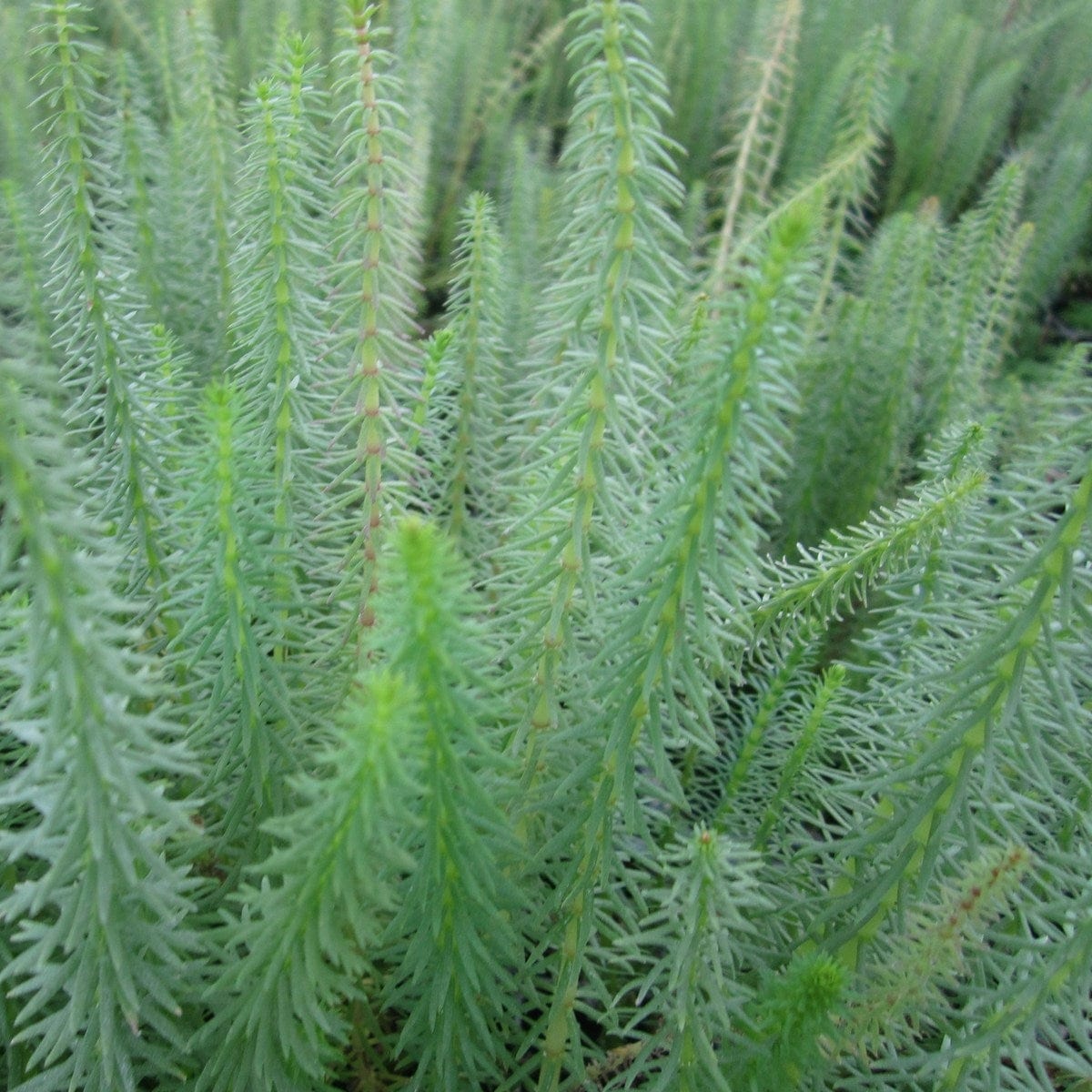 Hippuris vulgaris