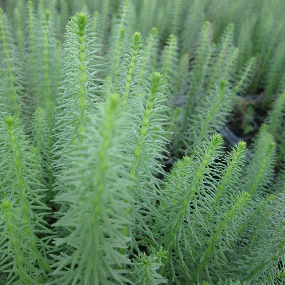 Hippuris vulgaris
