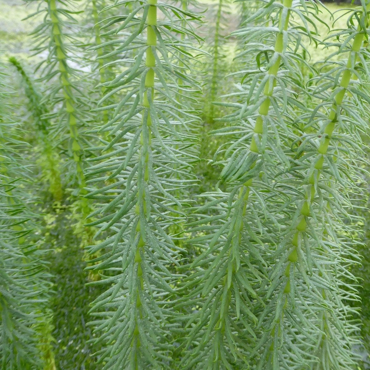 Hippuris vulgaris