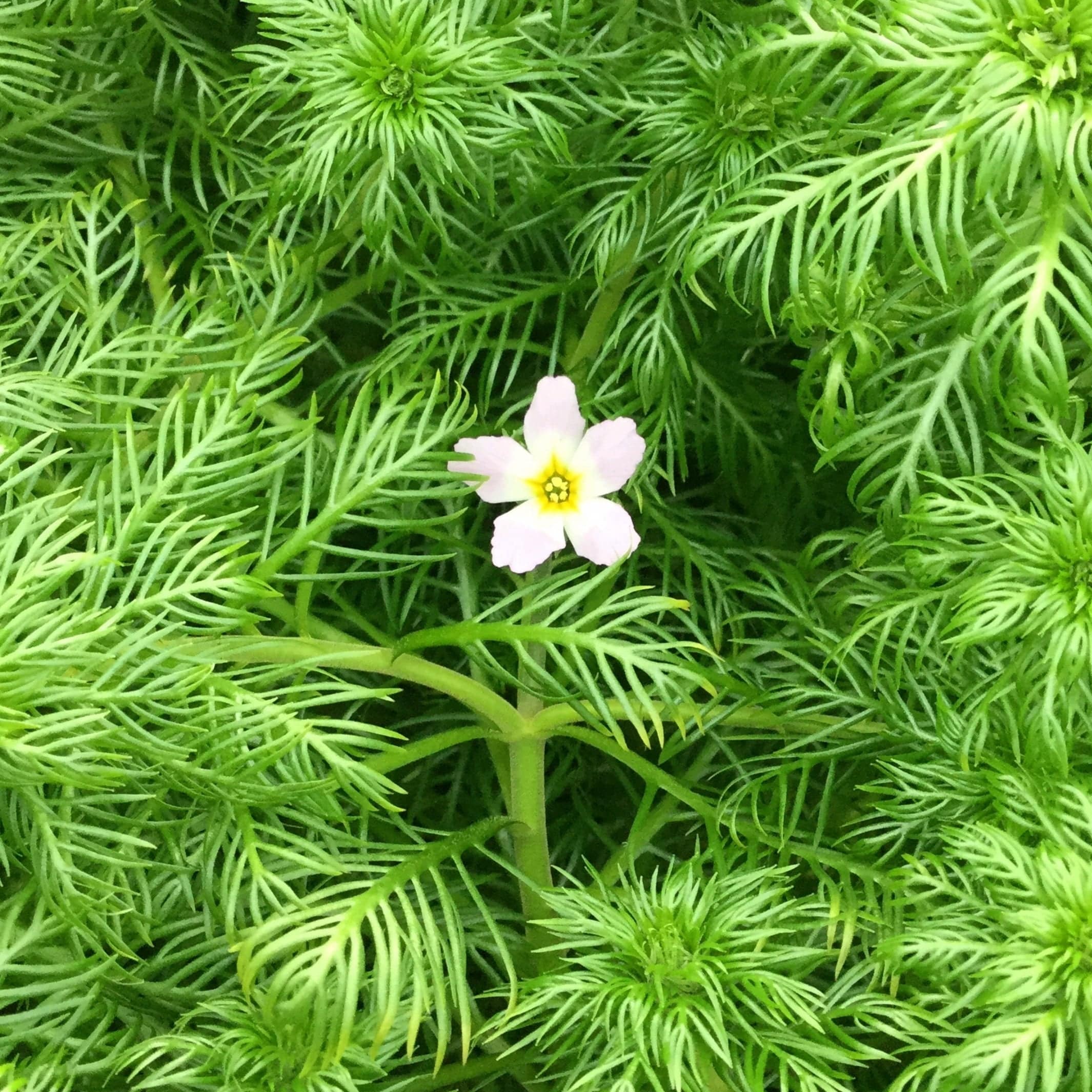 Hottonia palustris