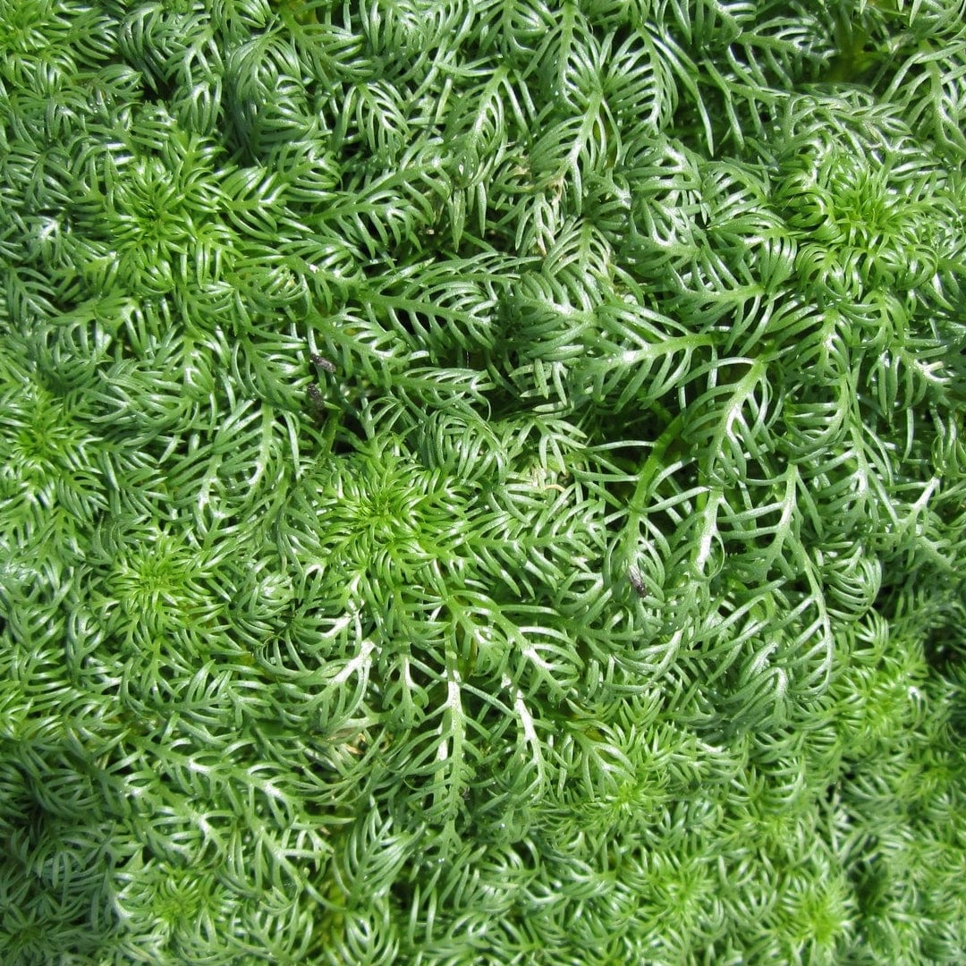 Hottonia palustris