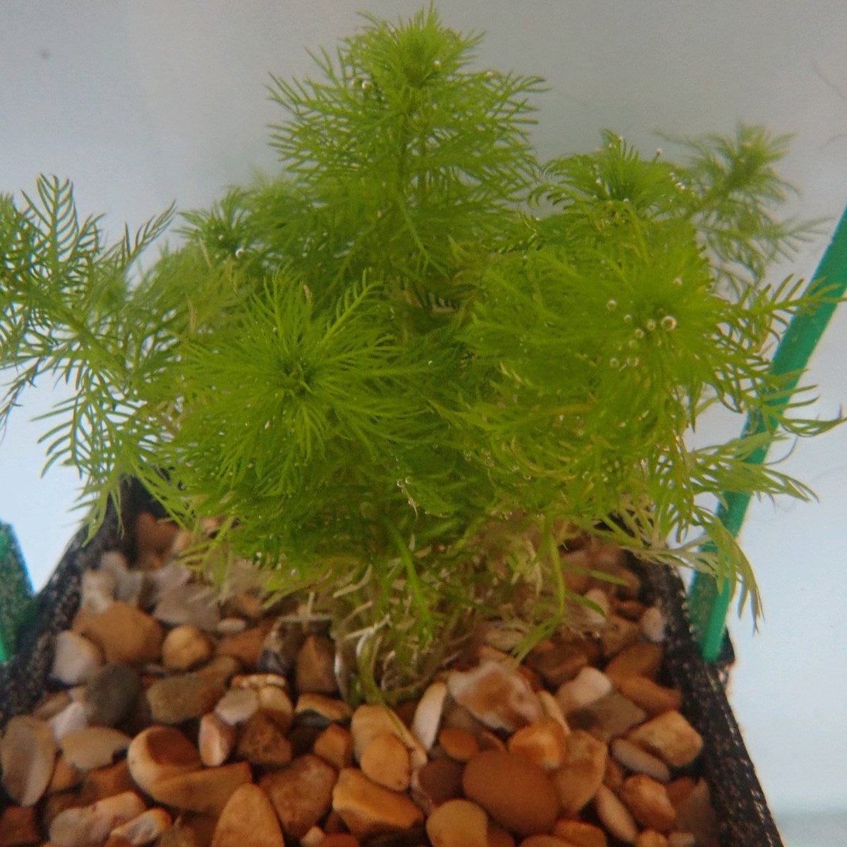 Hottonia palustris