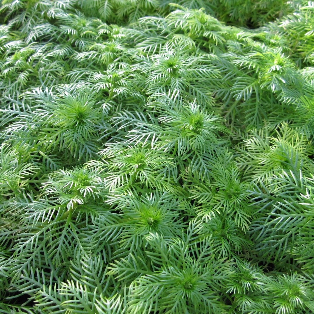 Hottonia palustris