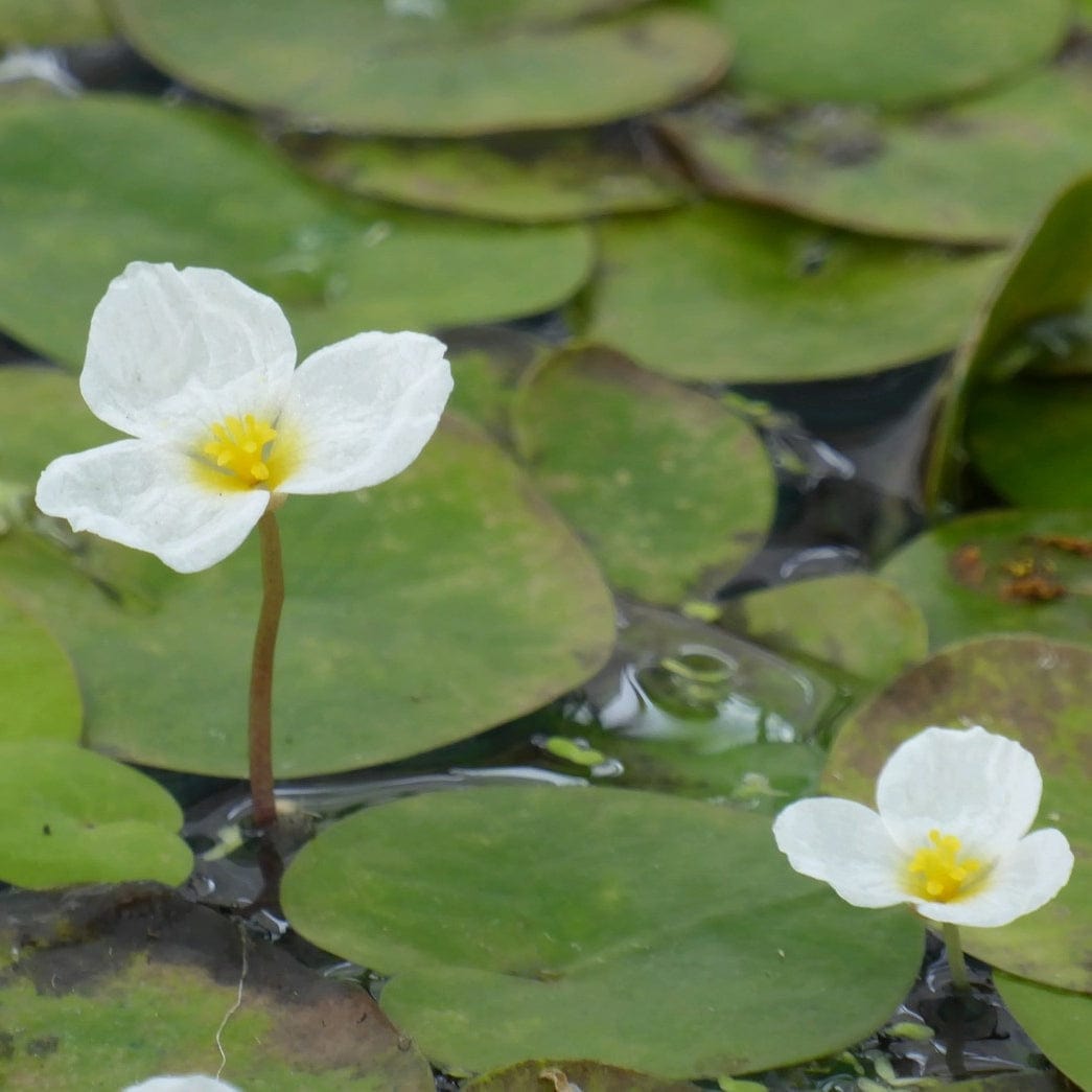 Frogbit Plants