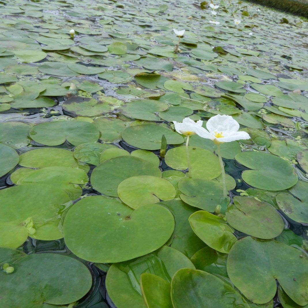 Frogbit Plants