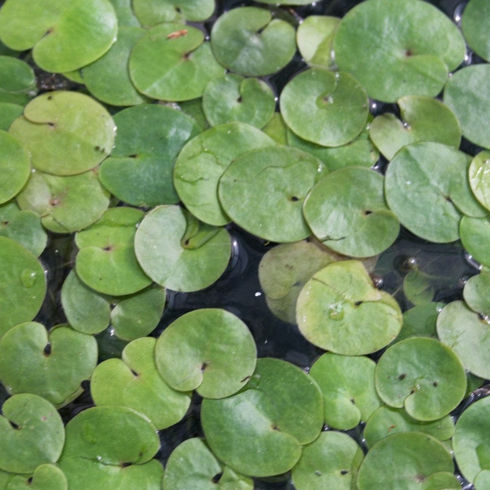 Frogbit Plants