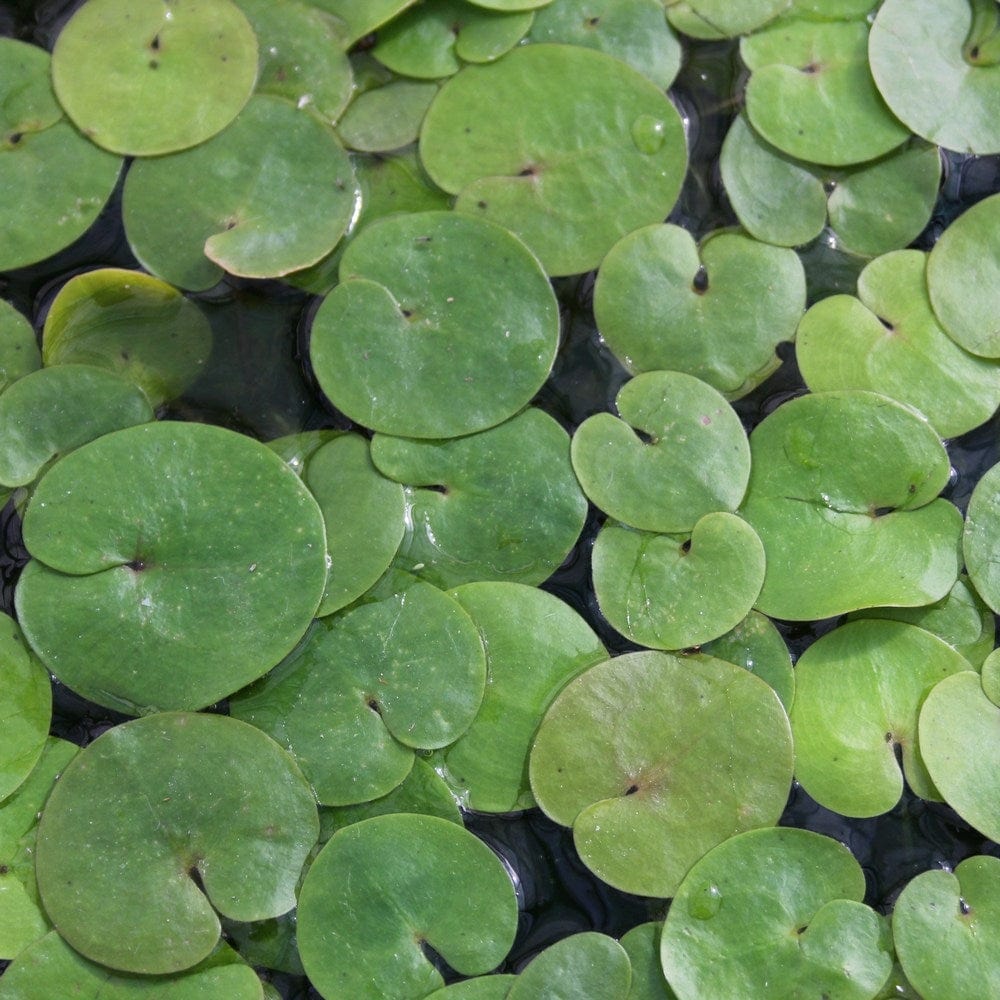 Frogbit Plants
