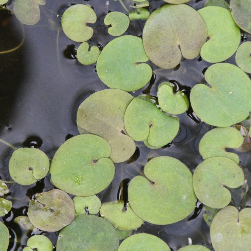 Frogbit Plants