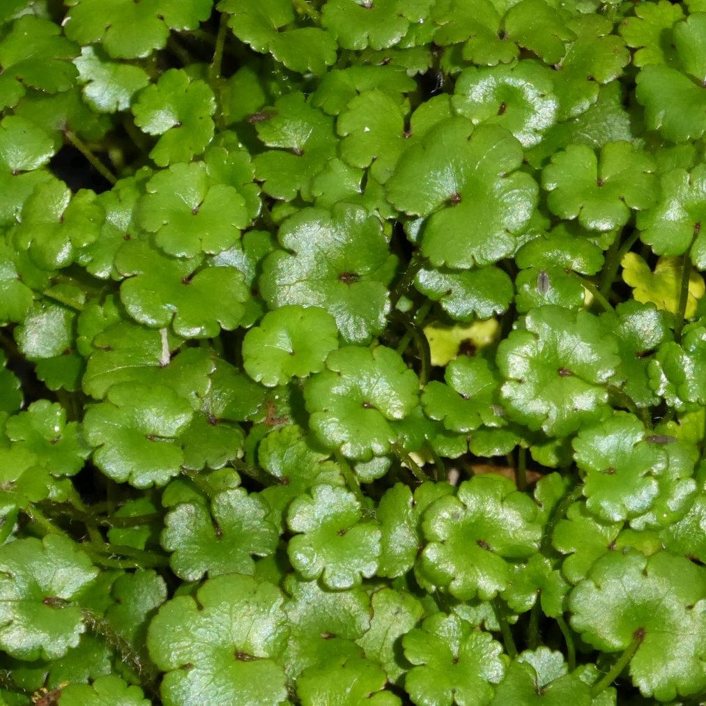 Hydrocotyle novae-zeelandiae