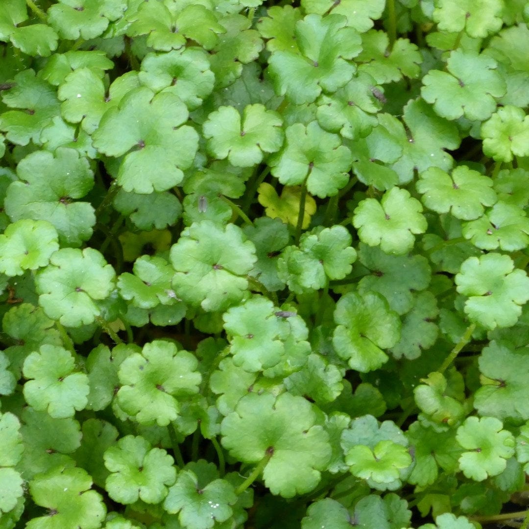 Hydrocotyle novae-zeelandiae