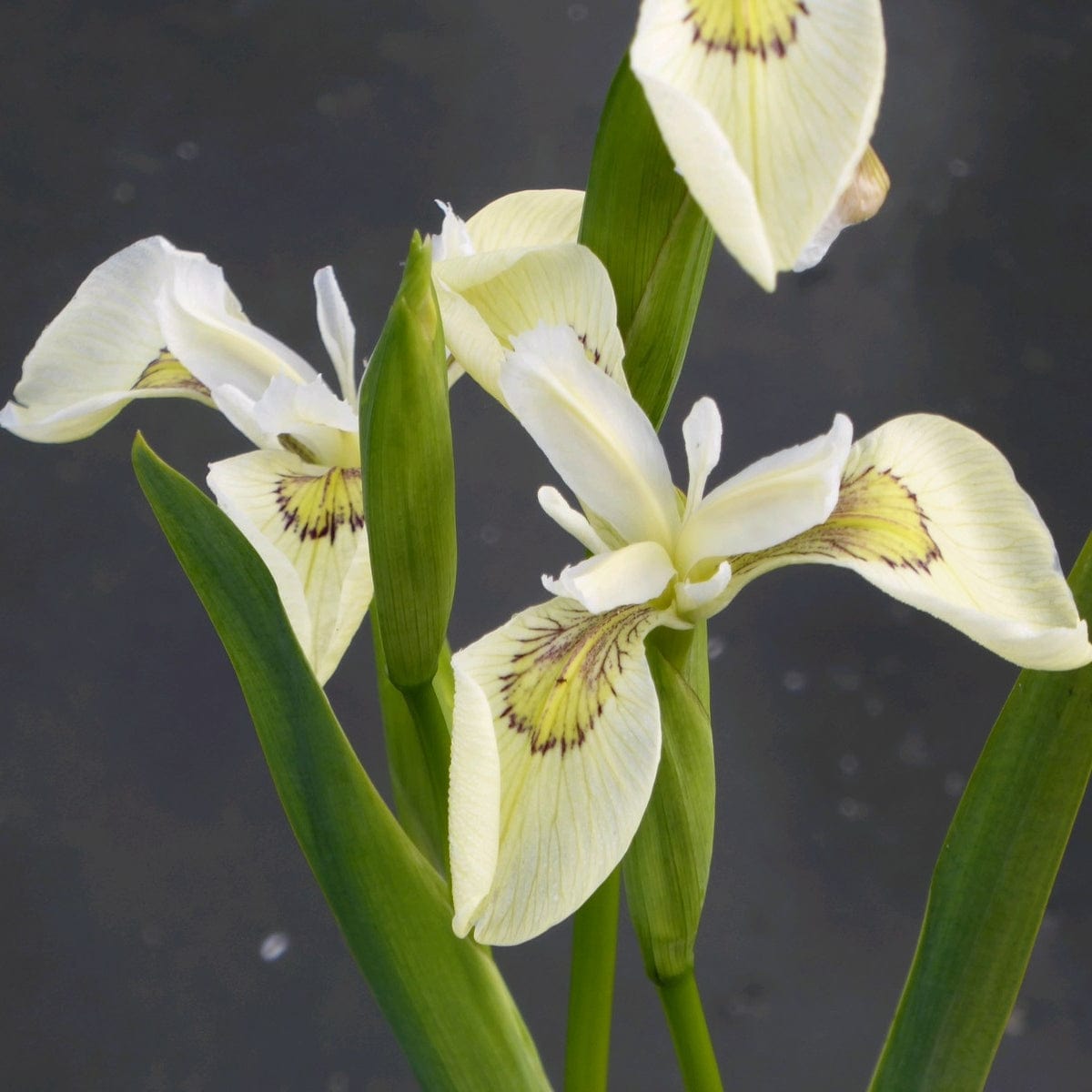 Iris pseudacorus 'Alba'