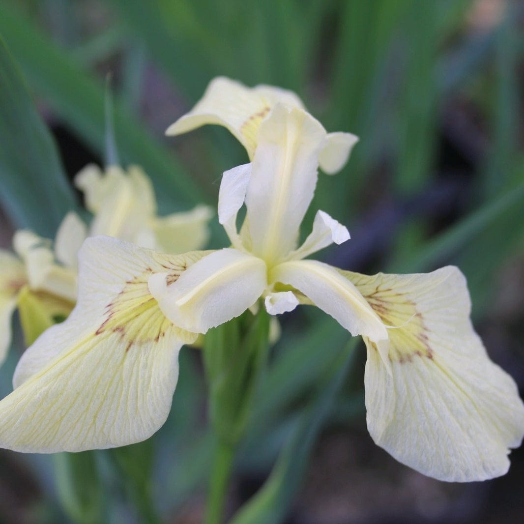 Iris pseudacorus 'Alba'