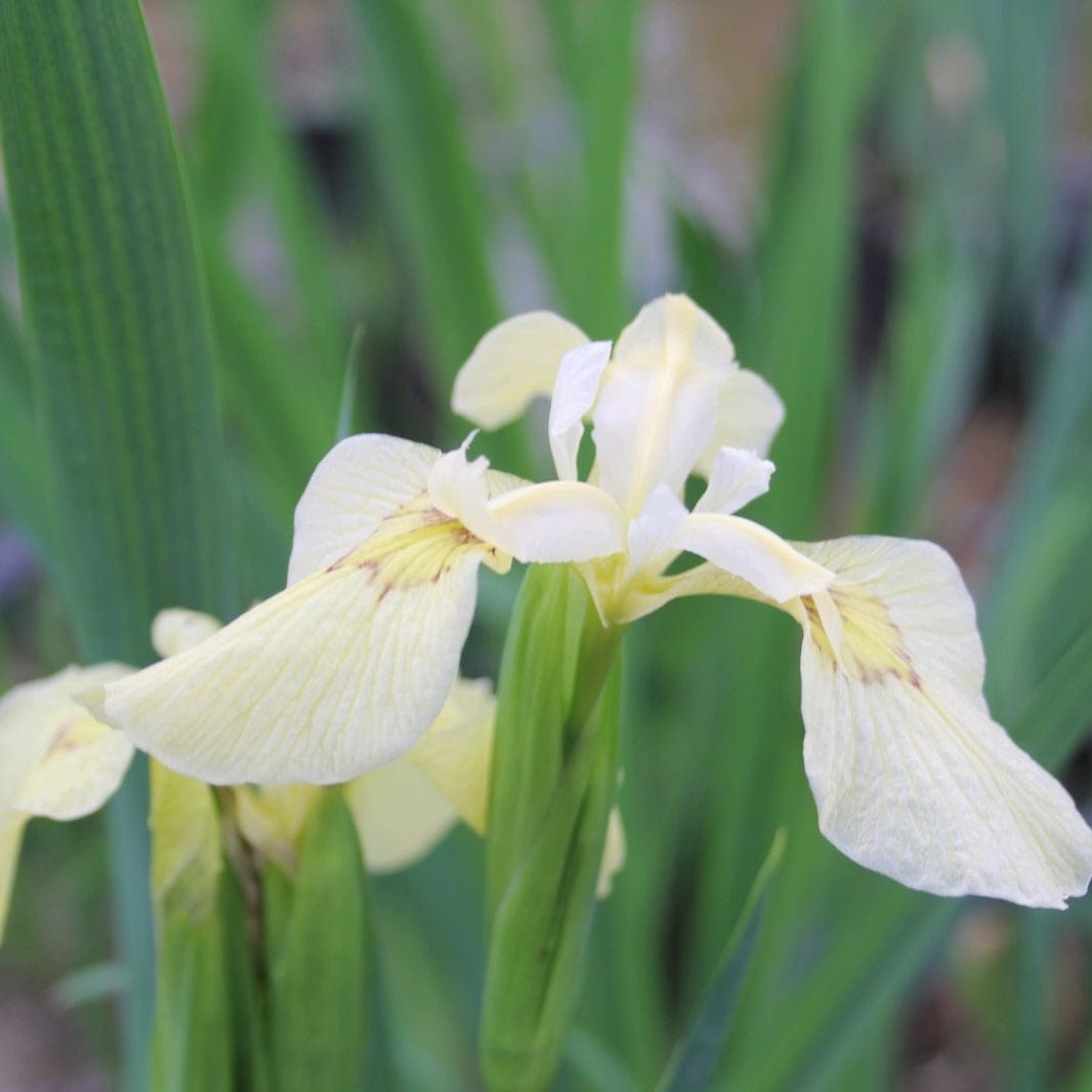 Iris pseudacorus 'Alba'