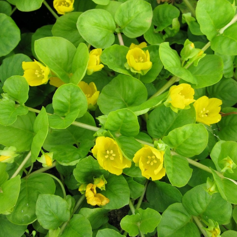 Lysimachia nummularia