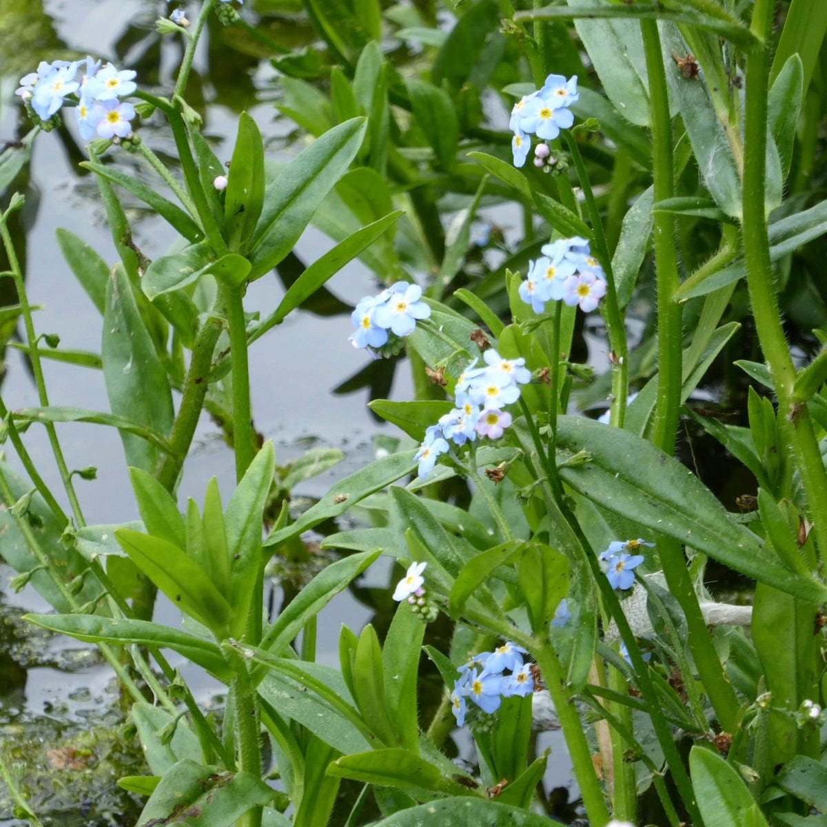 Myosotis scorpioides