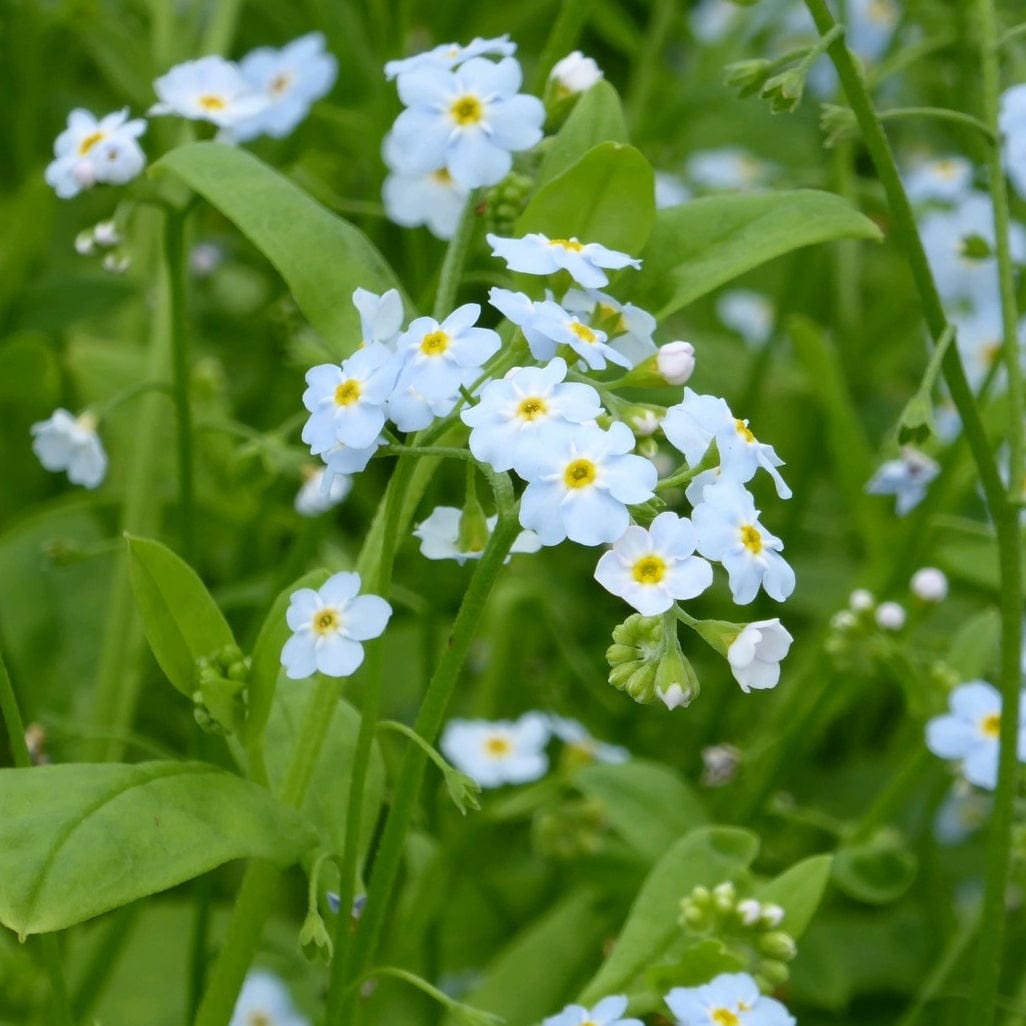 Myosotis scorpioides