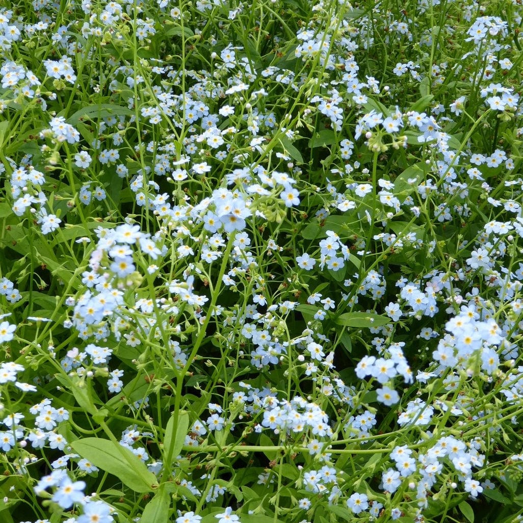 Myosotis scorpioides