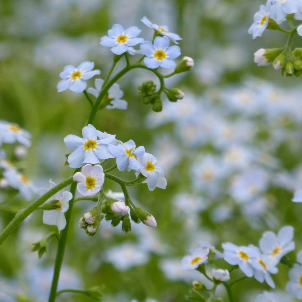 Myosotis scorpioides