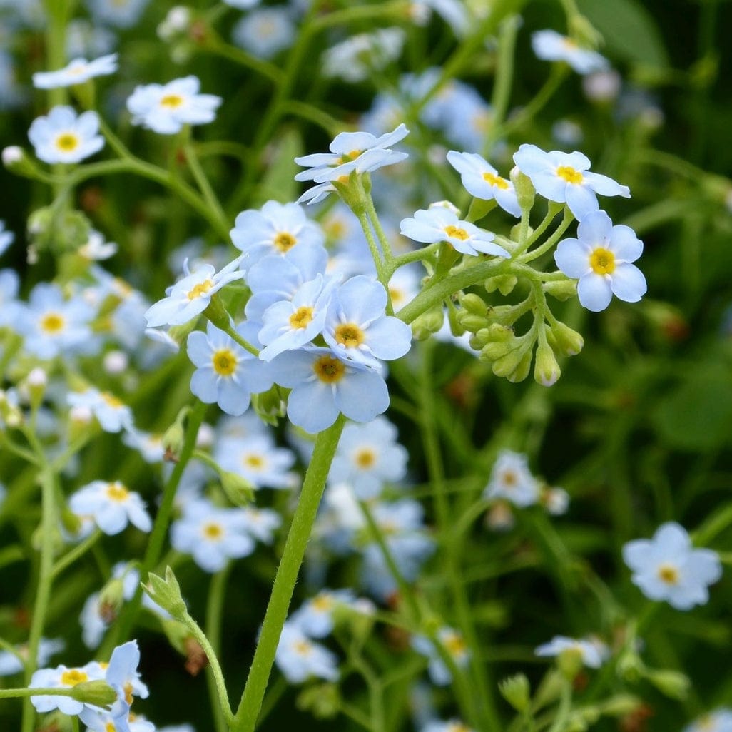 Myosotis scorpioides
