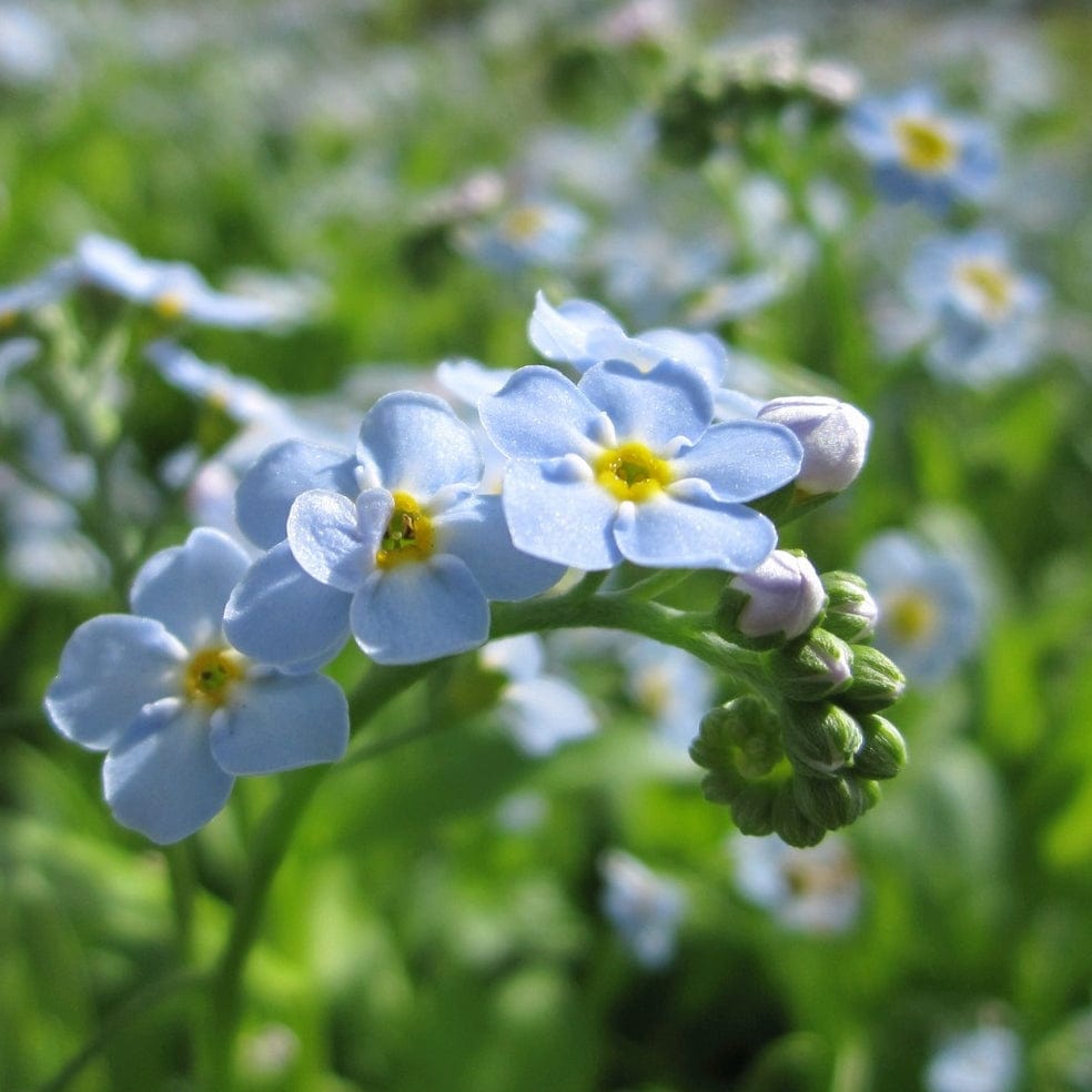 Myosotis scorpioides