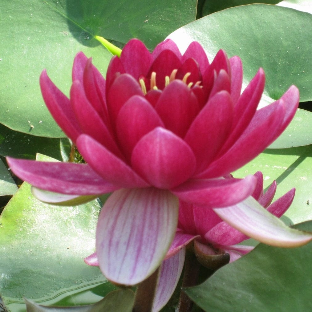Nymphaea 'Perry's Baby Red'