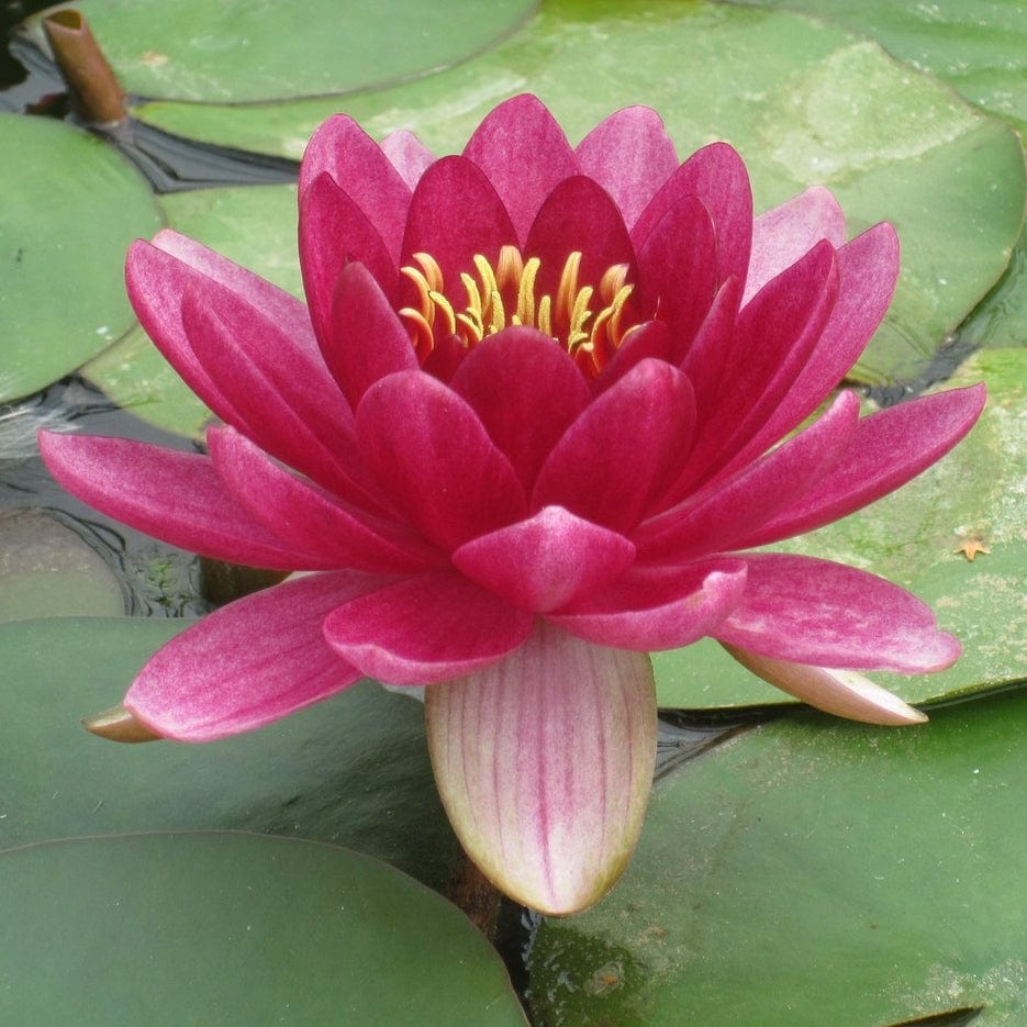 Nymphaea 'Perry's Baby Red'