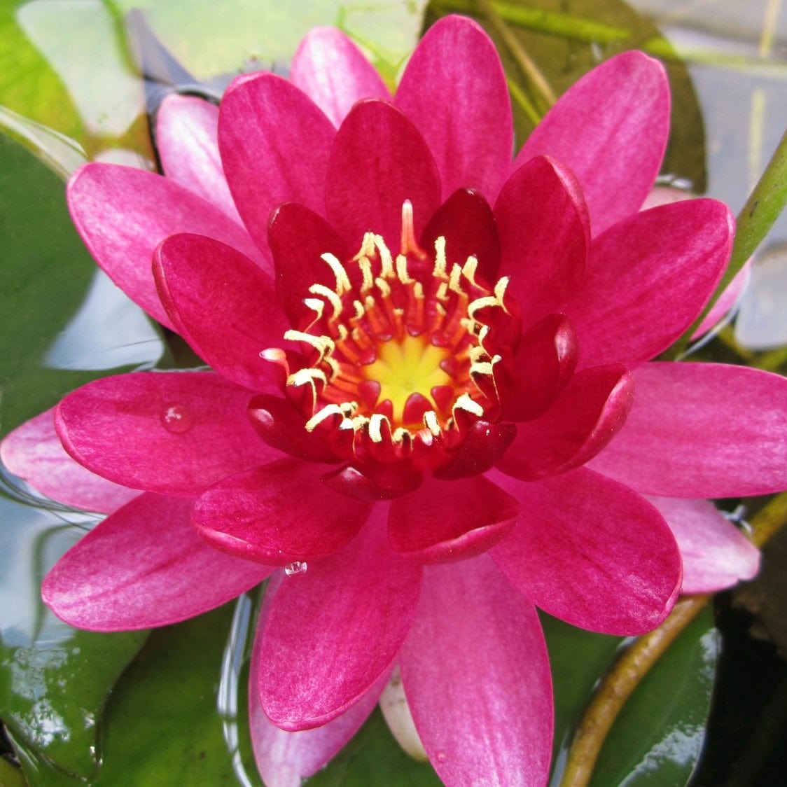 Nymphaea 'Perry's Baby Red'