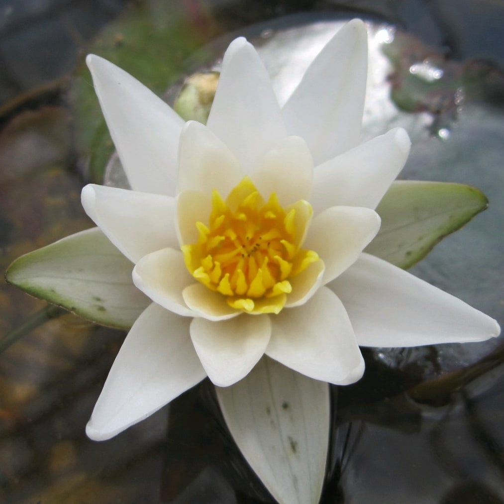 Nymphaea 'Pygmaea Alba'