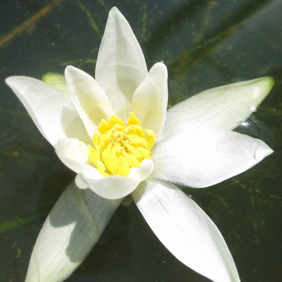 Nymphaea 'Pygmaea Alba'