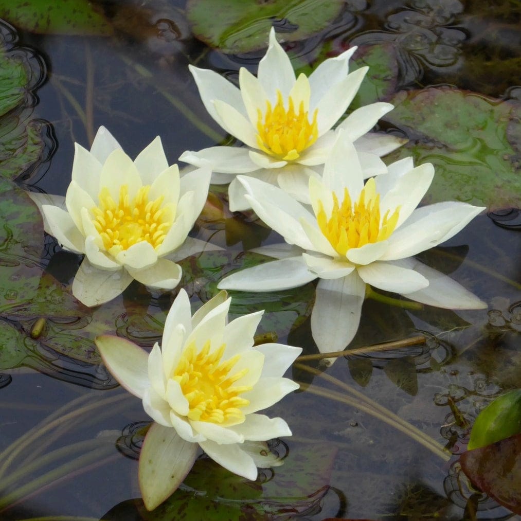 Nymphaea 'Pygmaea Alba'