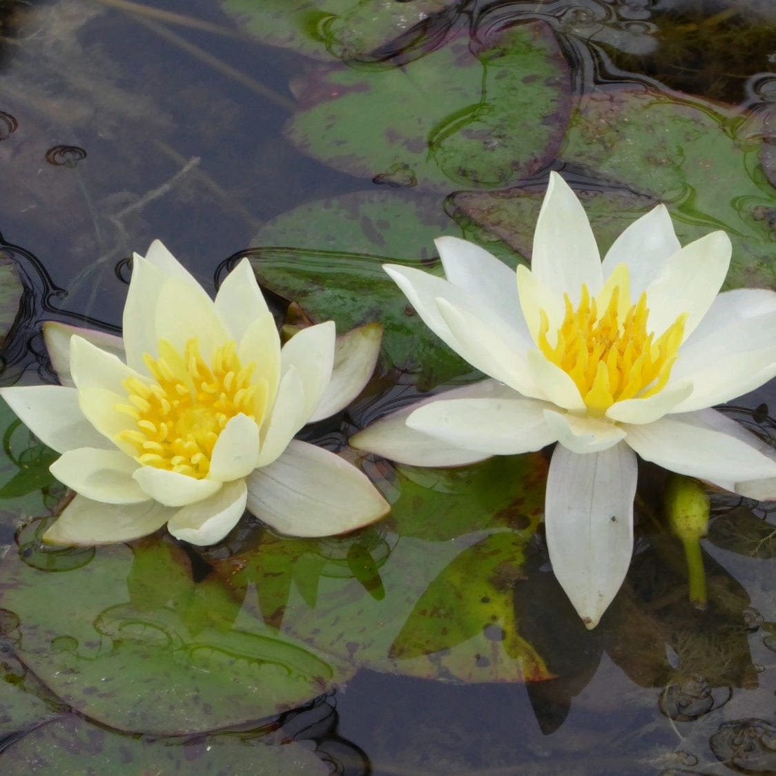 Nymphaea 'Pygmaea Alba'