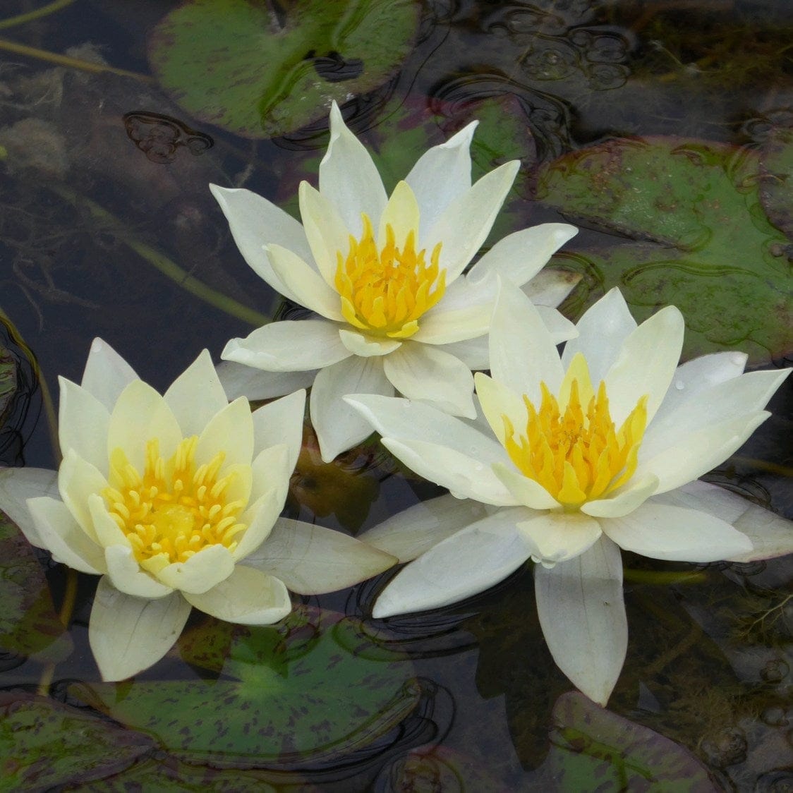 Nymphaea 'Pygmaea Alba'