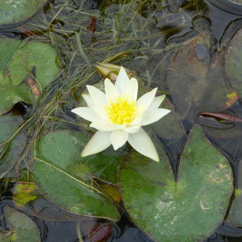 Nymphaea 'Pygmaea Helvola'