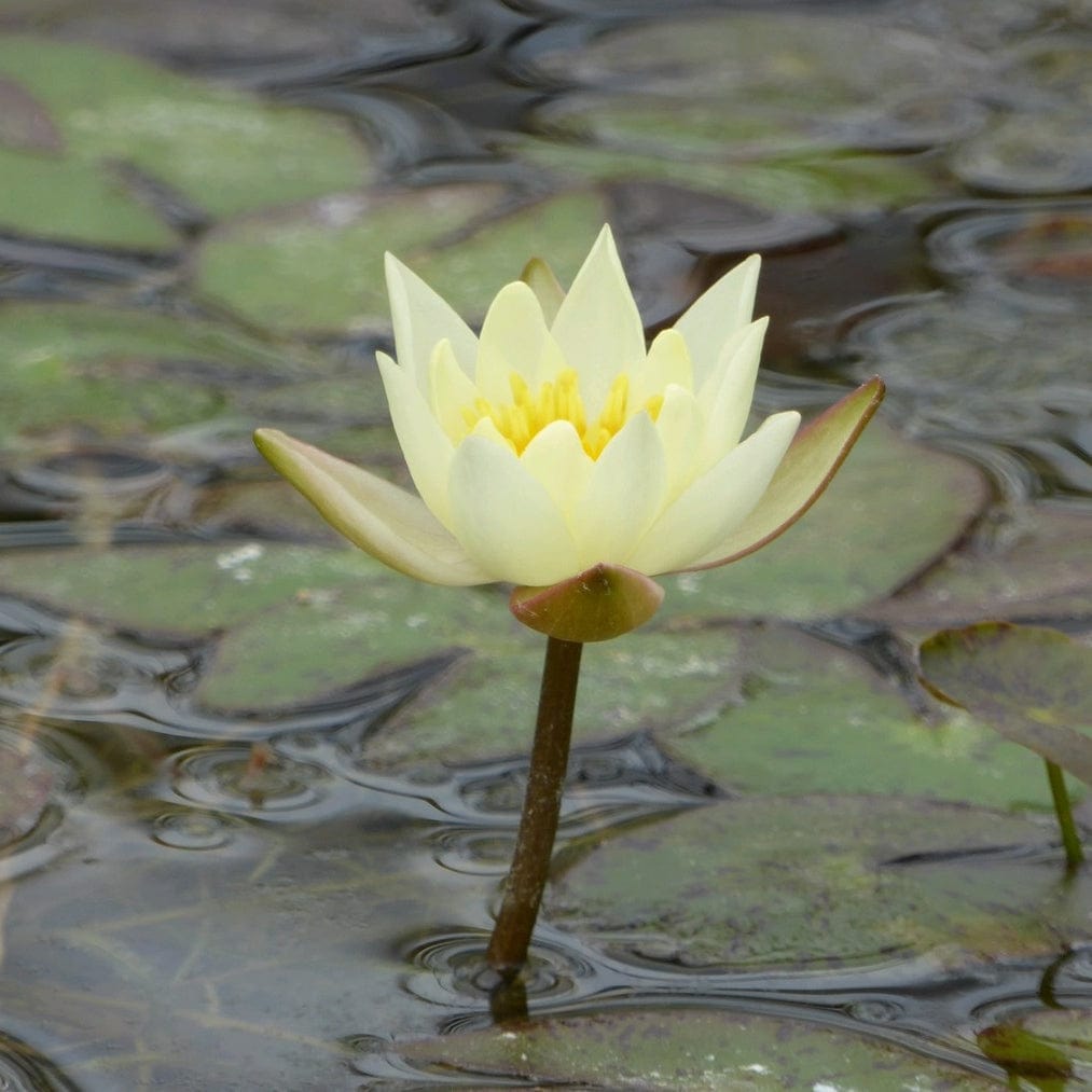 Nymphaea 'Pygmaea Helvola'