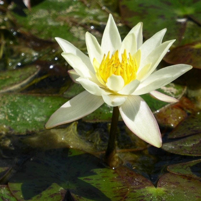 Nymphaea 'Pygmaea Helvola'