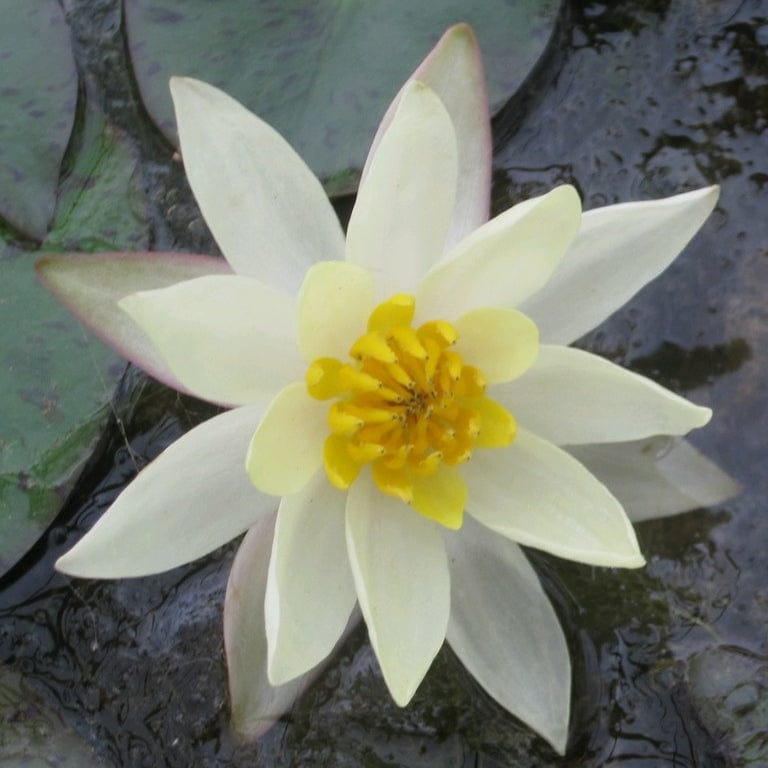 Nymphaea 'Pygmaea Helvola'