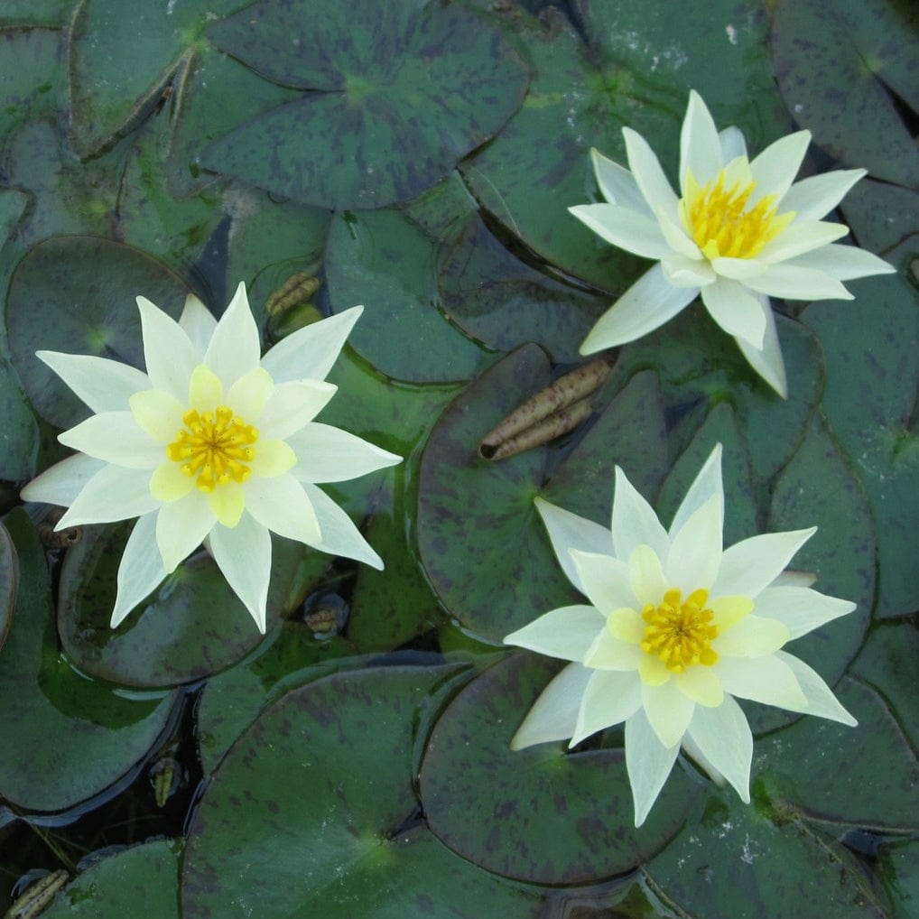 Nymphaea 'Pygmaea Helvola'
