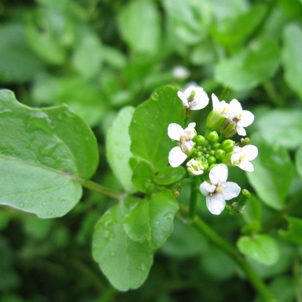 Rorippa nasturtium aquaticum