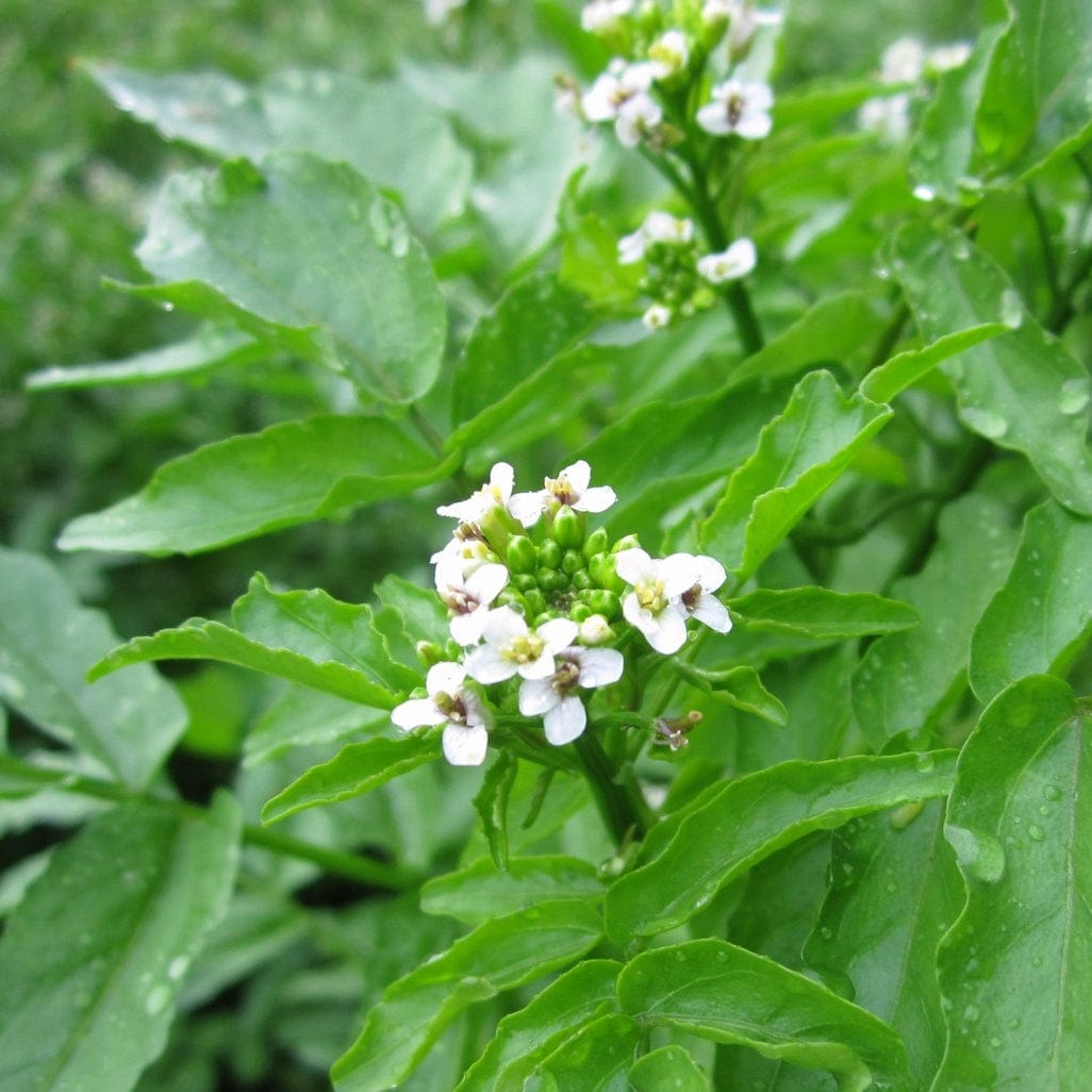 Rorippa nasturtium aquaticum