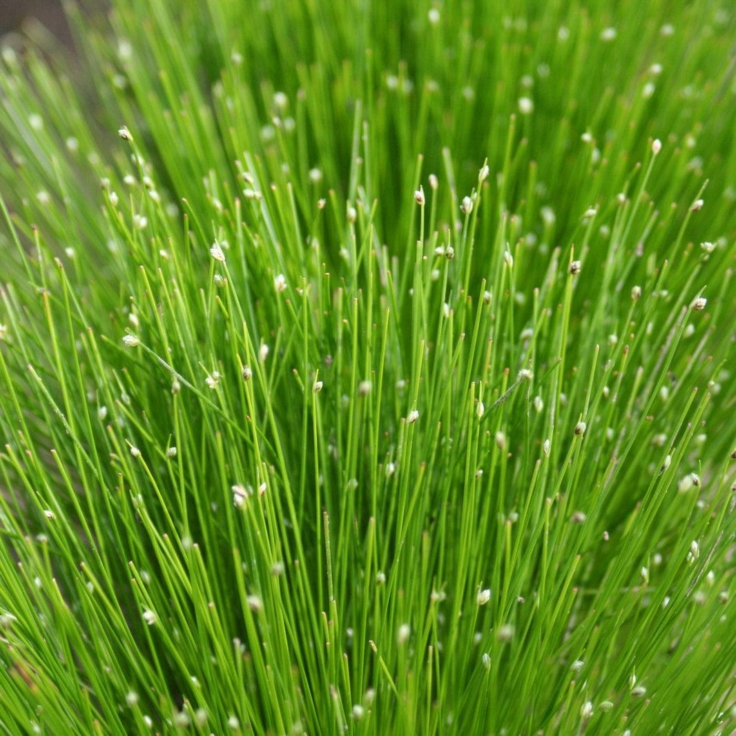 Isolepsis cerna