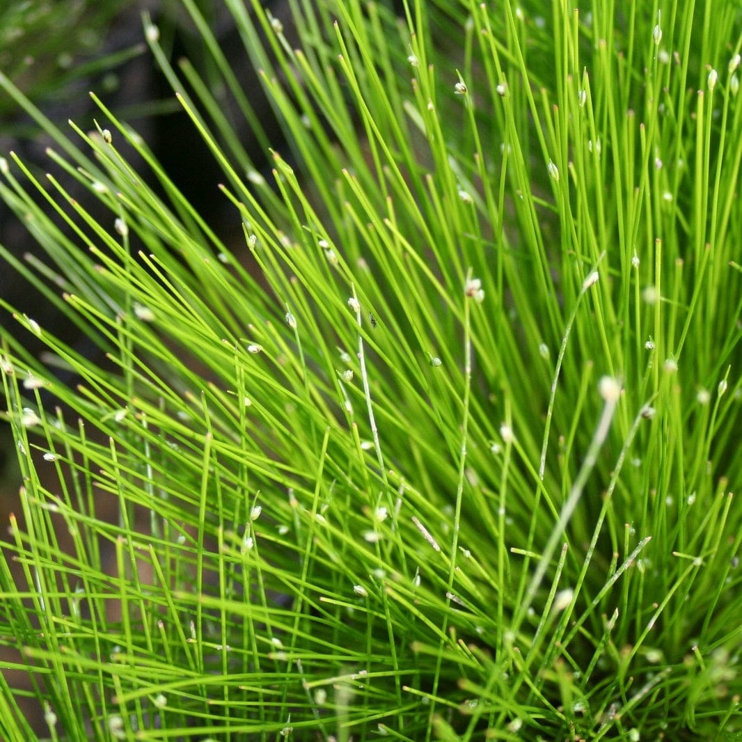 Isolepsis cerna