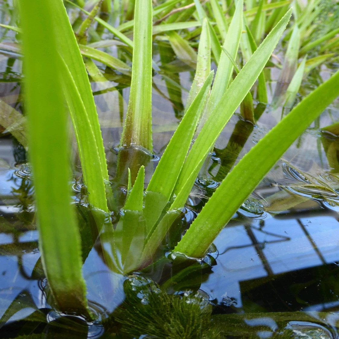 Water Soldier Plants