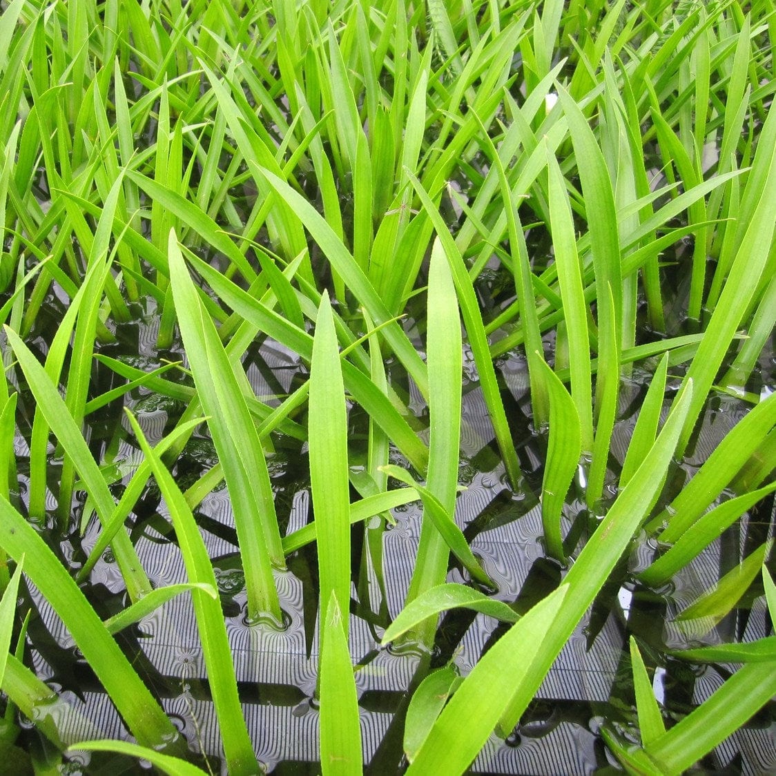 Water Soldier Plants