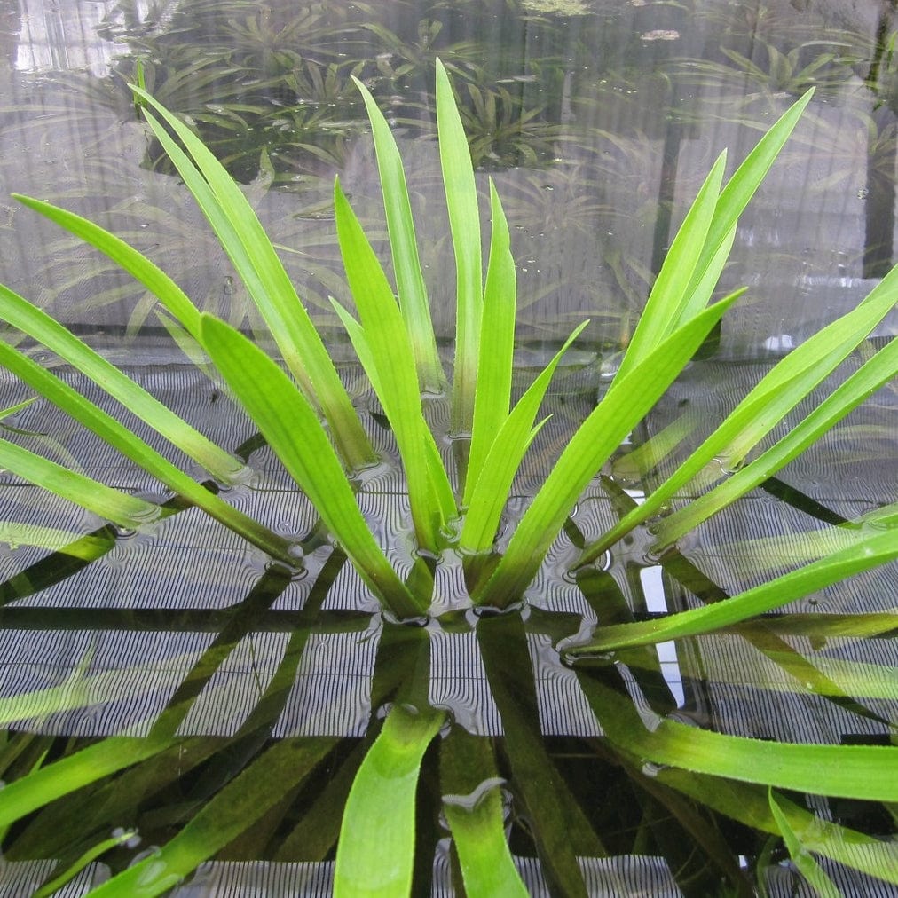 Water Soldier Plants