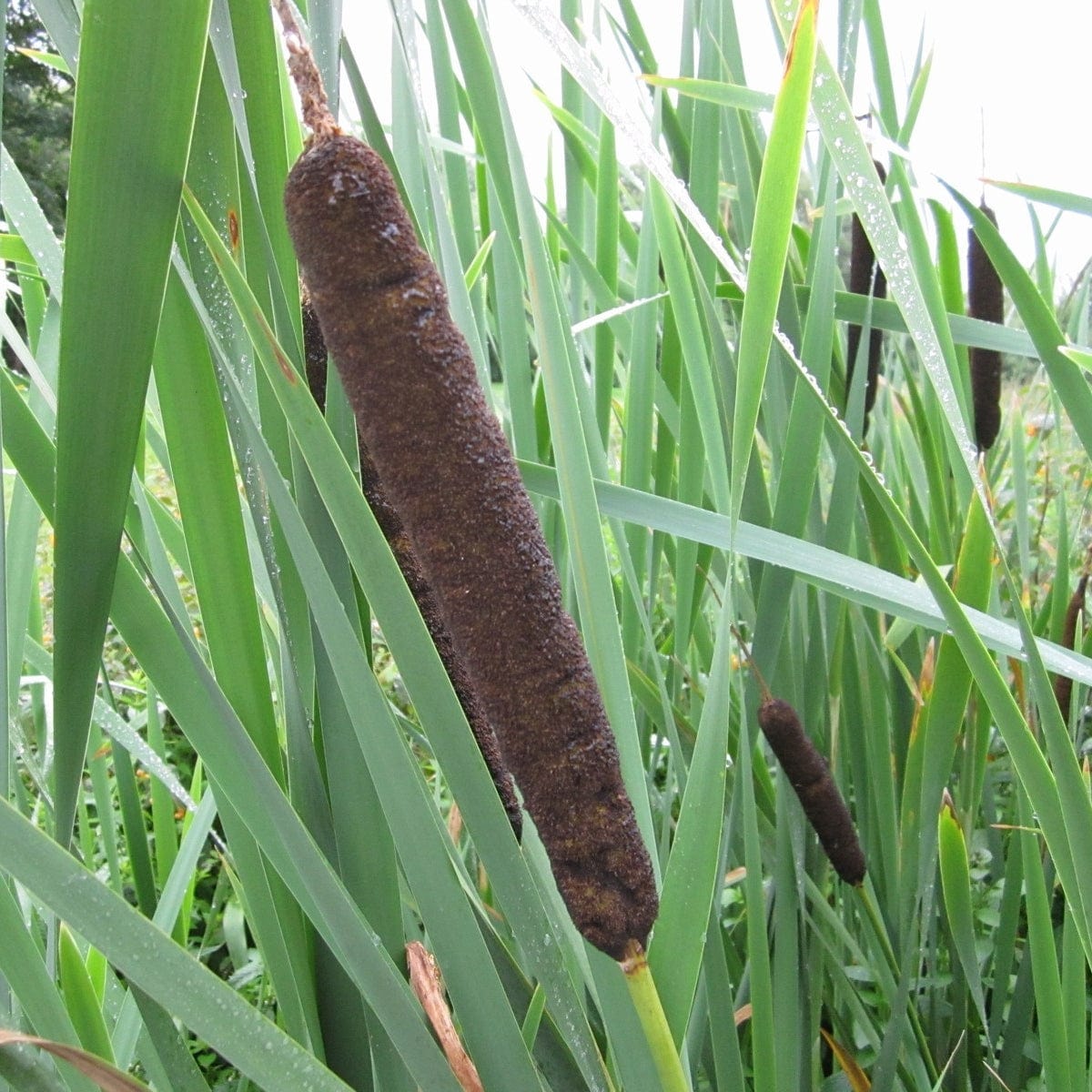 Typha latifolia