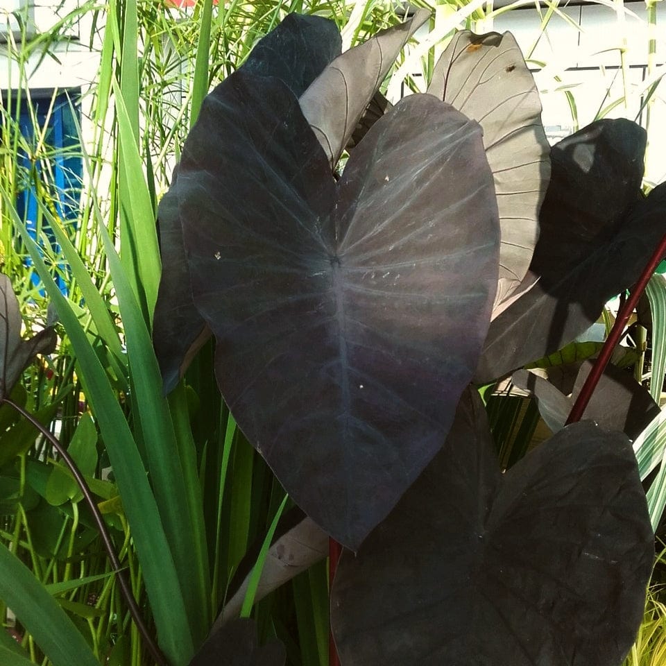 Elephant Ear Plant