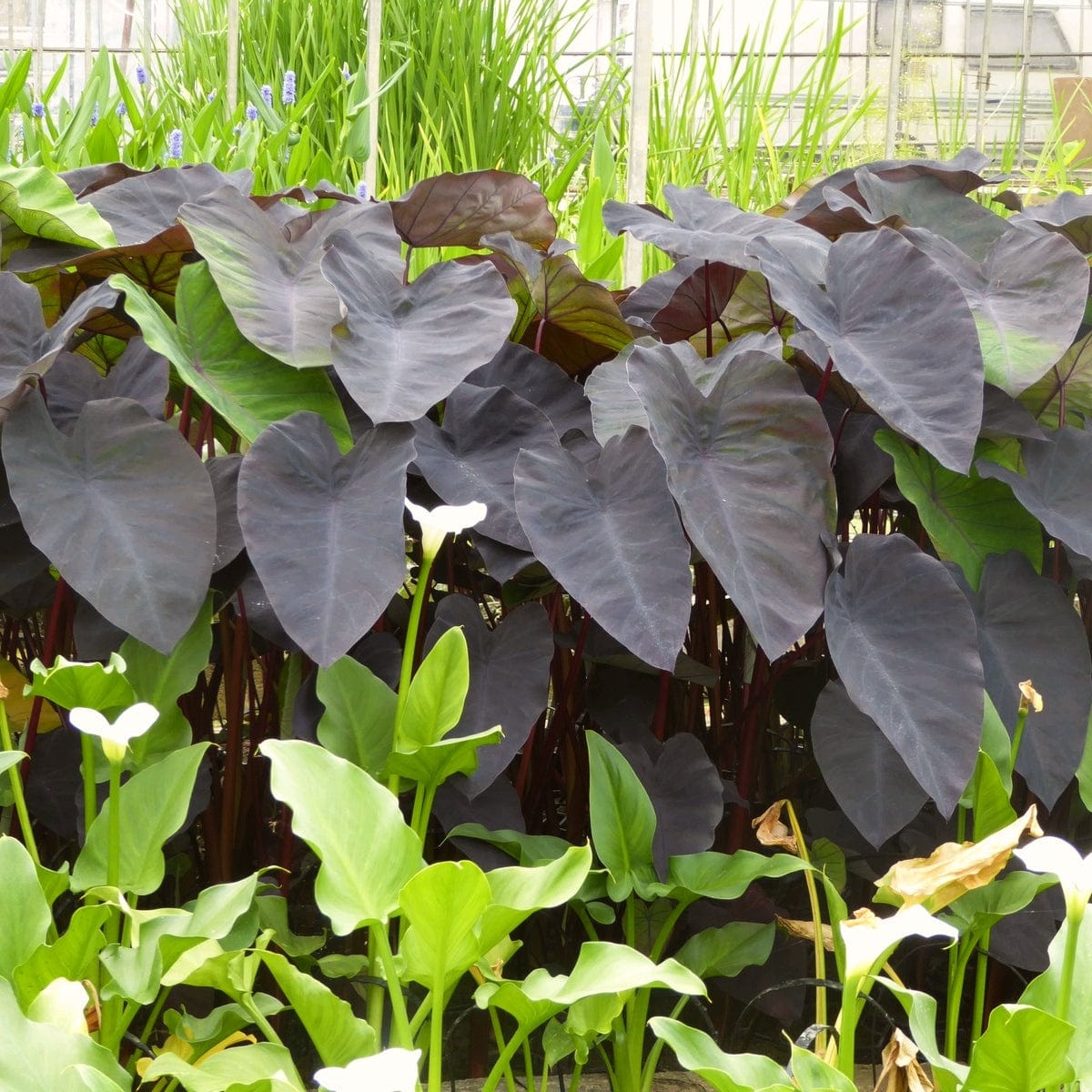 Elephant Ear Plant