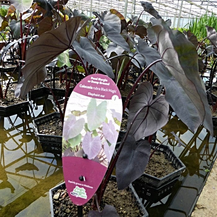 Elephant Ear Plant